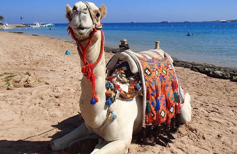 Kamelreiten in Hurghada: Am Strand oder in der Wüste 