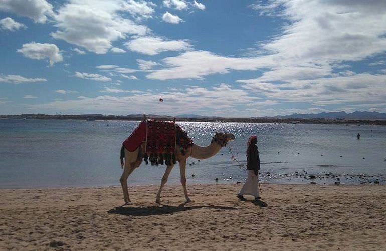 Pferde reiten und Kamelritt in Hurghada