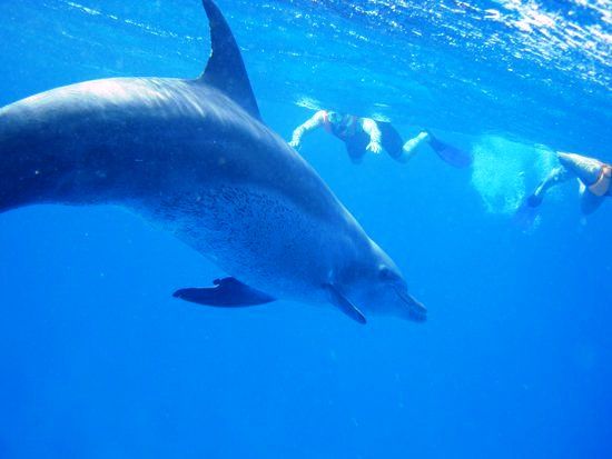Delfine erleben